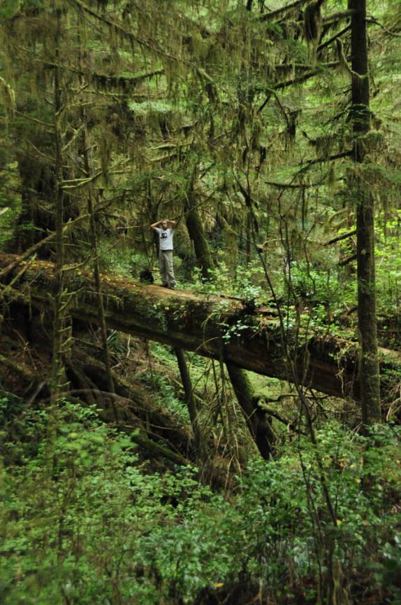 Enorme tronco caído de cedro Vermelho faz ponte natural em trilha do Pacific Rim Nat. Park, na região de Tofino, na British Columbia, no Canadá
